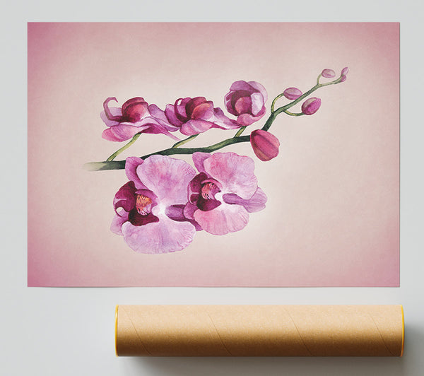 Pink Orchid Print