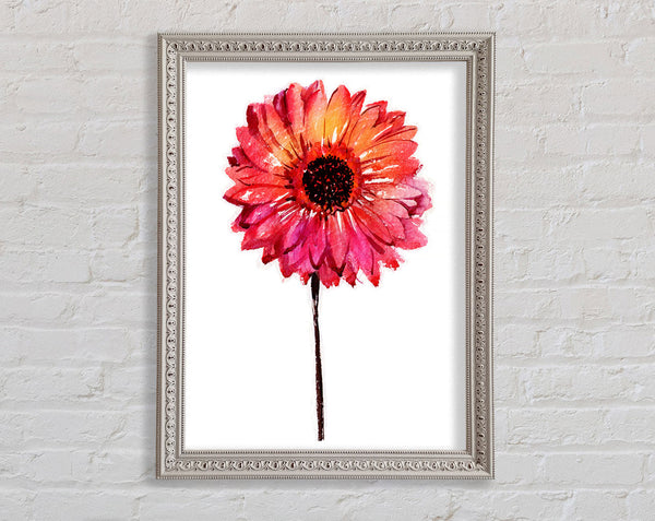 Gerbera pinks Framed Print