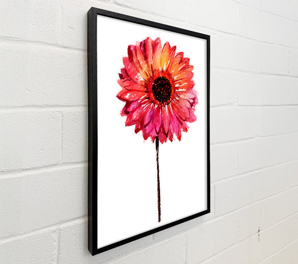 Gerbera pinks