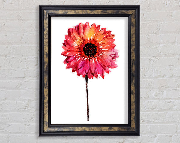 Gerbera pinks Framed Print