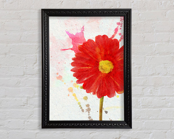 Gerbera Splash Framed Print