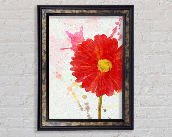 Gerbera Splash Framed Print