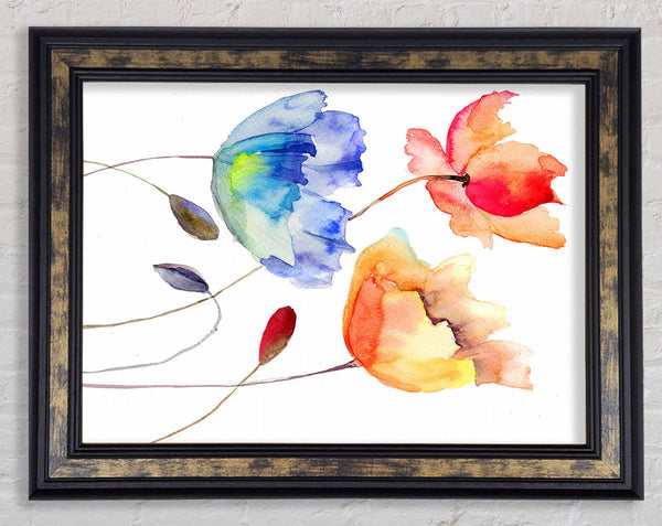 Poppy Watercolour Framed Print