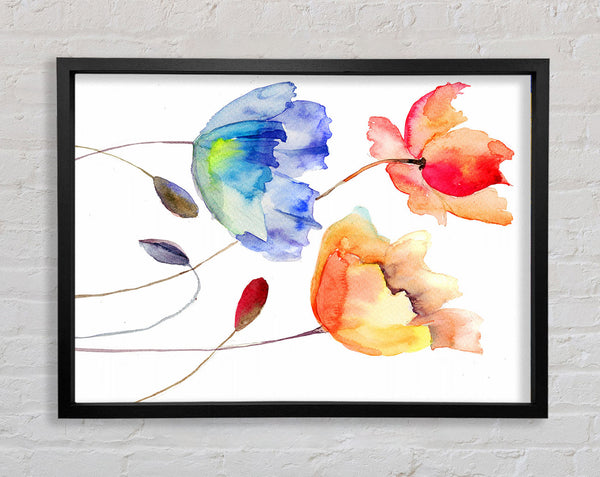 Poppy Watercolour Framed Print