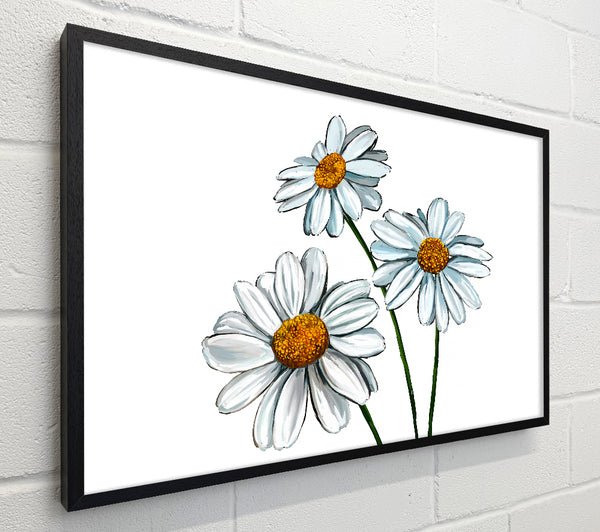 White Daisy Trio