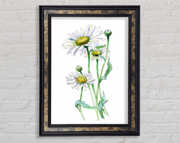 Daisy Center Framed Print