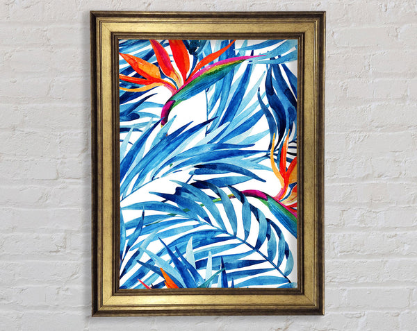 Bird Of Paradise Framed Print