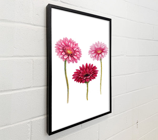 Pink Aster