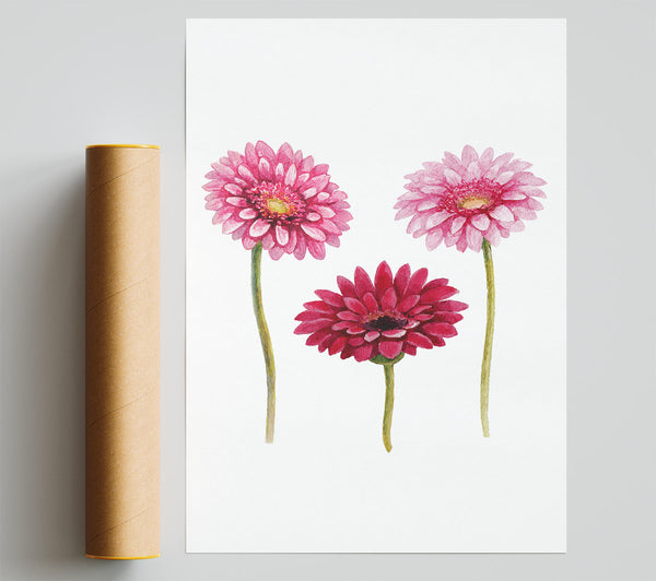 Pink Aster Print