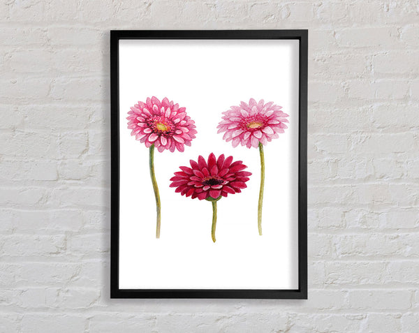 Pink Aster Framed Print