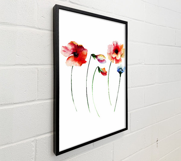 Poppy Stem Beauty