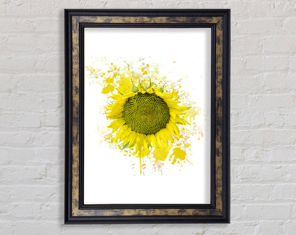 Sunflower Splash 2 Framed Print
