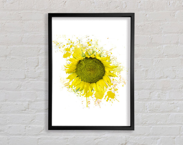 Sunflower Splash 2 Framed Print