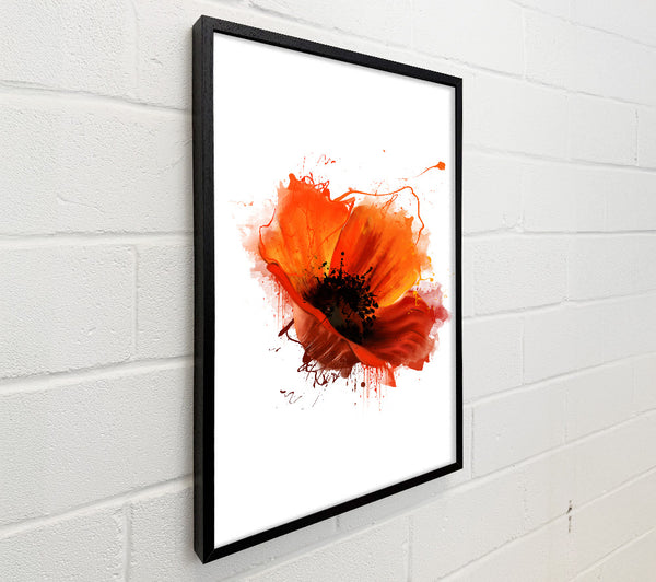 Red Poppy Head