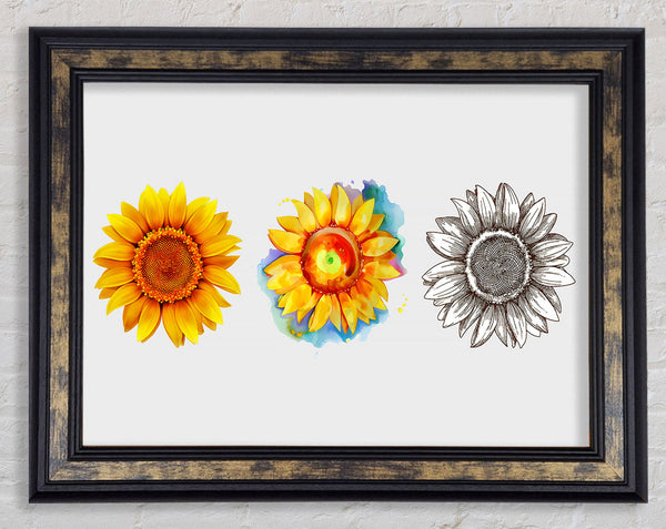Sunflower Trio Framed Print