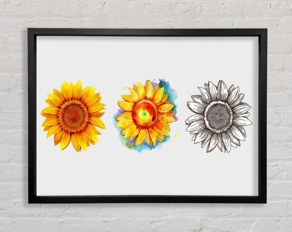 Sunflower Trio Framed Print
