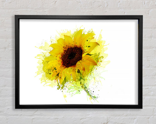Sunflower Splash 1 Framed Print