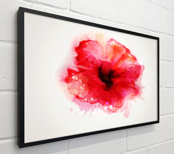 Delicate Poppy