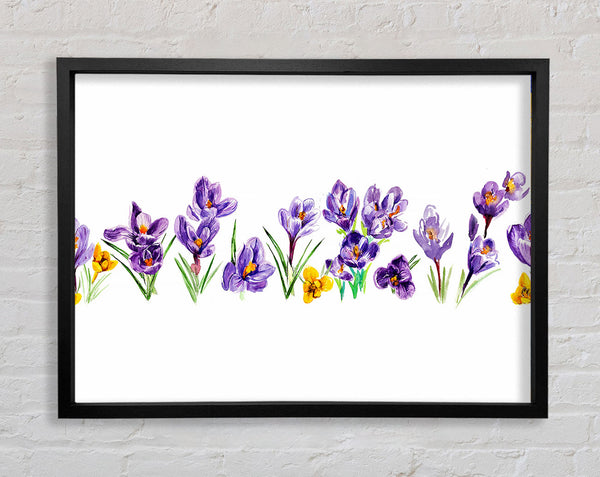 Purple Crocus Framed Print