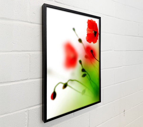 Poppy Whisper