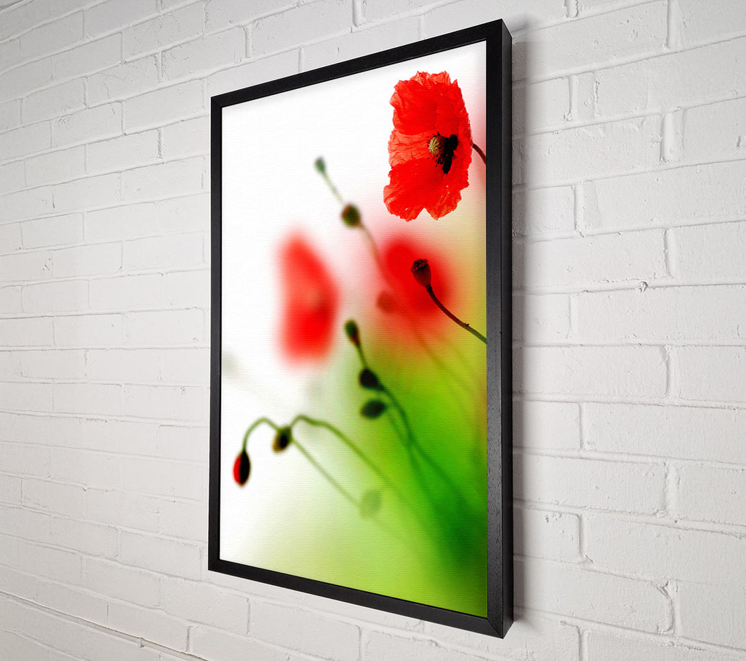  A Canvas Print of Poppy Whisper Canvas Print