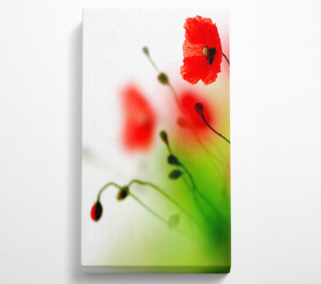  A Canvas Print of Poppy Whisper Canvas Print