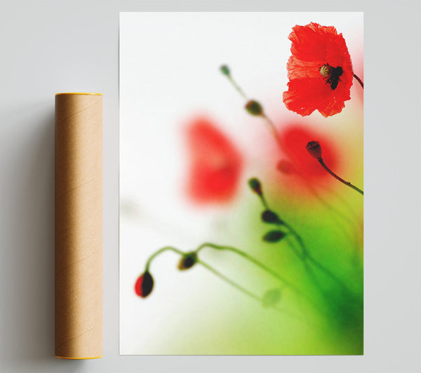 Poppy Whisper Poster
