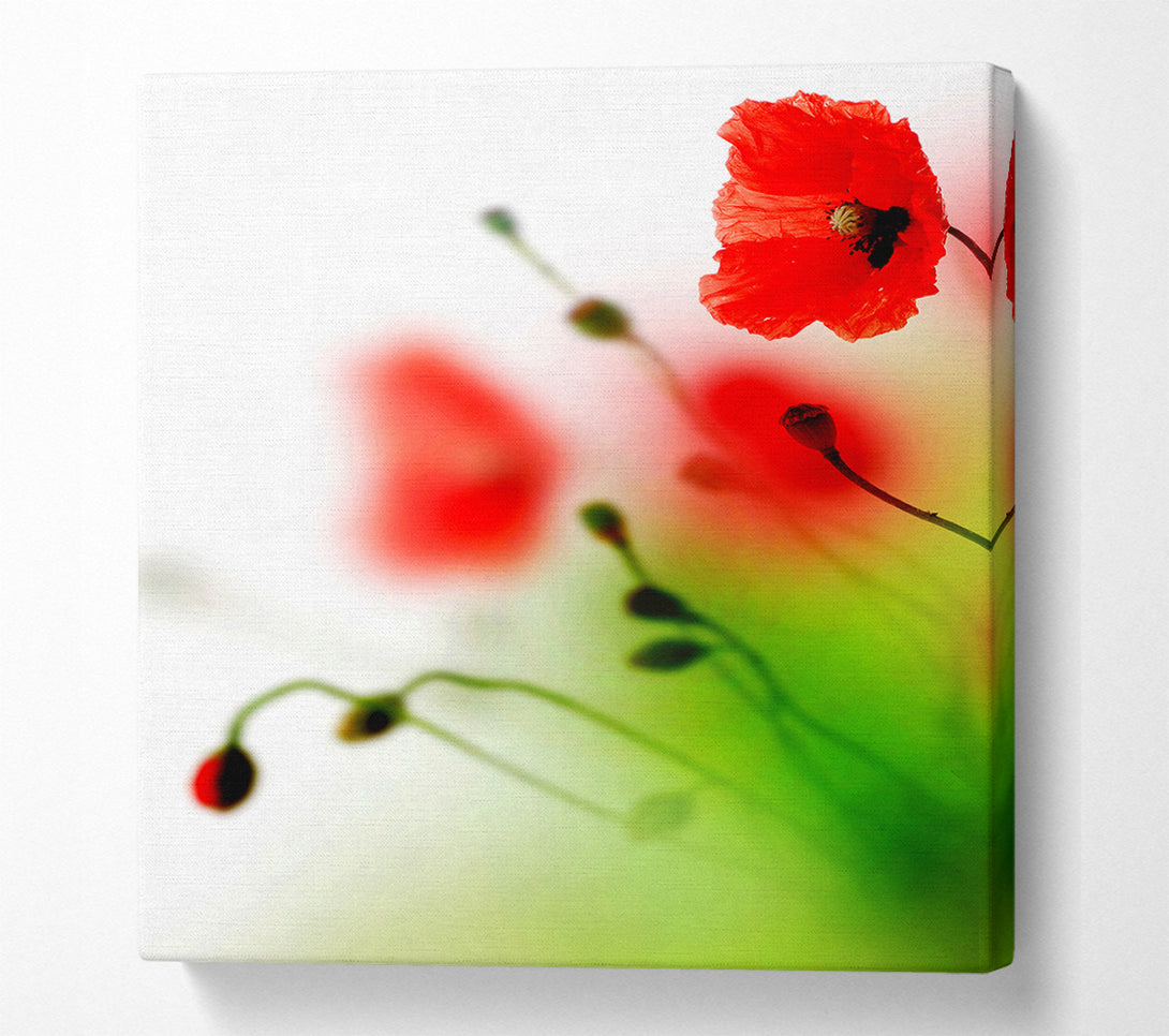  A Canvas Print of Poppy Whisper Canvas Print