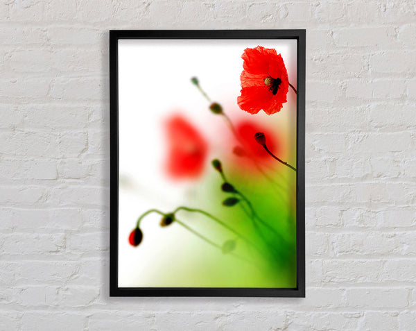 Poppy Whisper Framed Print