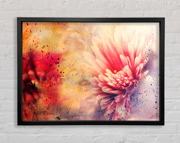 Pink Splash Framed Print