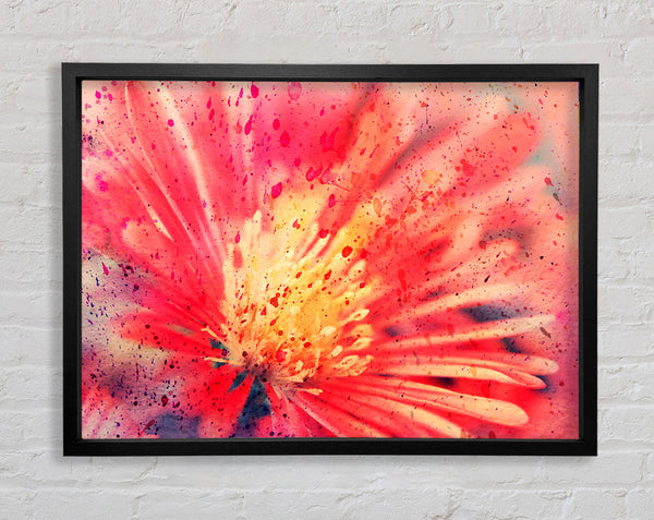 Stunning Red Flower With Yellow Center Framed Print