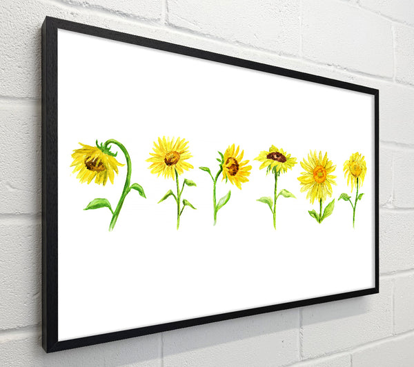 Sunflower Row