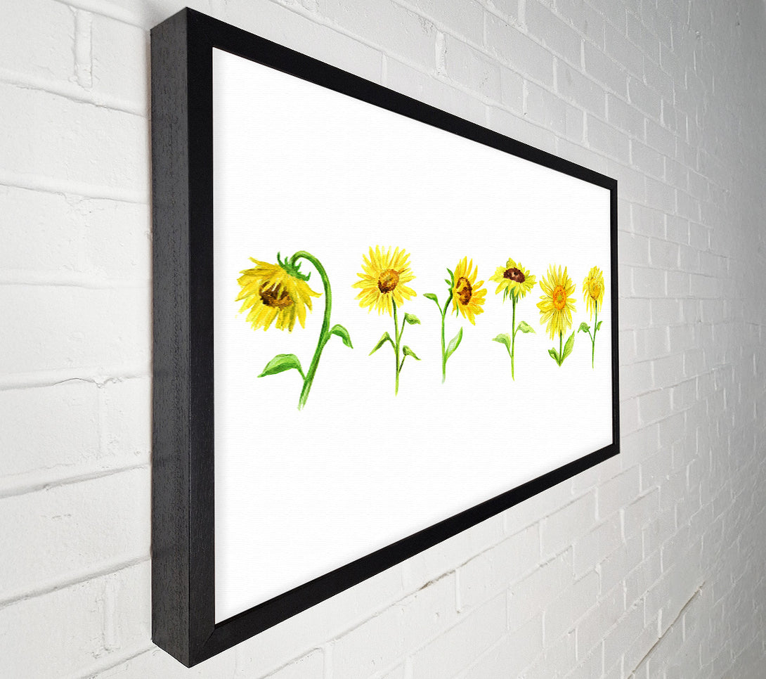  A Canvas Print of Sunflower Row Canvas Wall Art