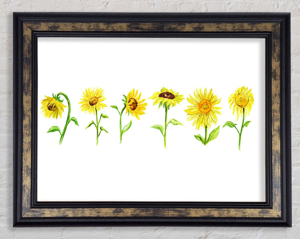 Sunflower Row Framed Print