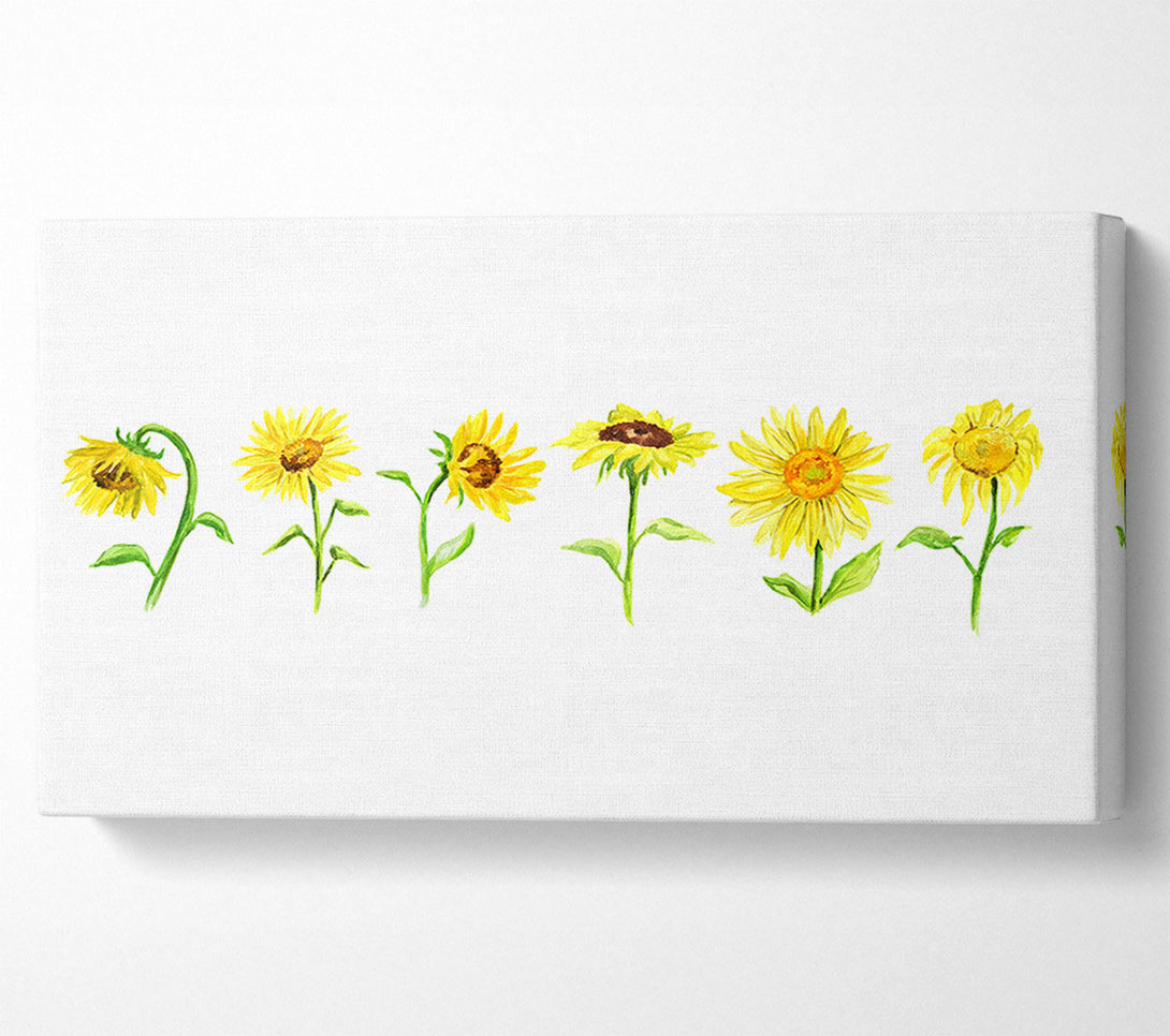  A Canvas Print of Sunflower Row Canvas Wall Art