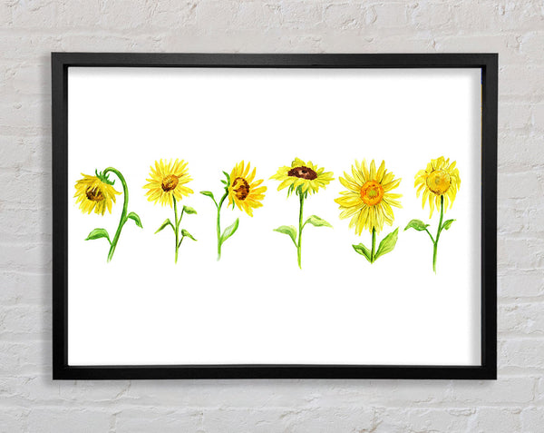 Sunflower Row Framed Print