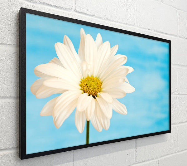 Daisy Skies