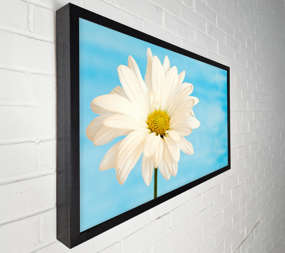  A Canvas Print of Daisy Skies Canvas Print