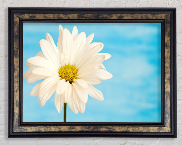 Daisy Skies Framed Print