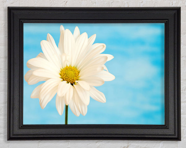 Daisy Skies Framed Print