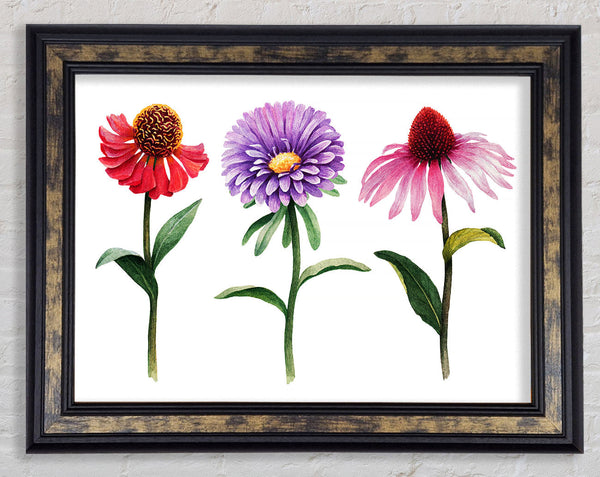 Trio Of Garden Flowers Framed Print