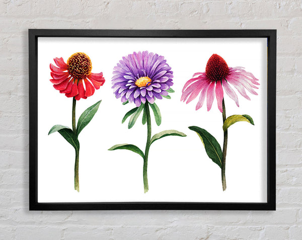 Trio Of Garden Flowers Framed Print