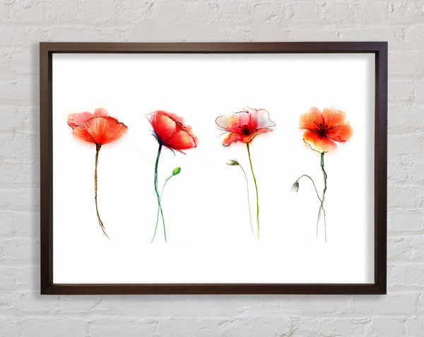 Beautiful Red Poppies Framed Print
