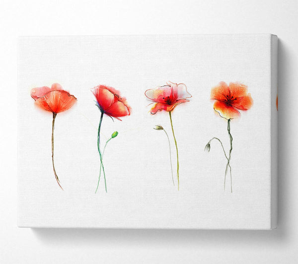  A Canvas Print of Beautiful Red Poppies Canvas Print