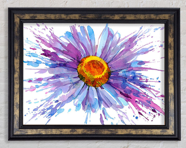 Daisy Splash Framed Print