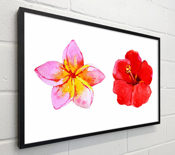 Amaryllis Beauty