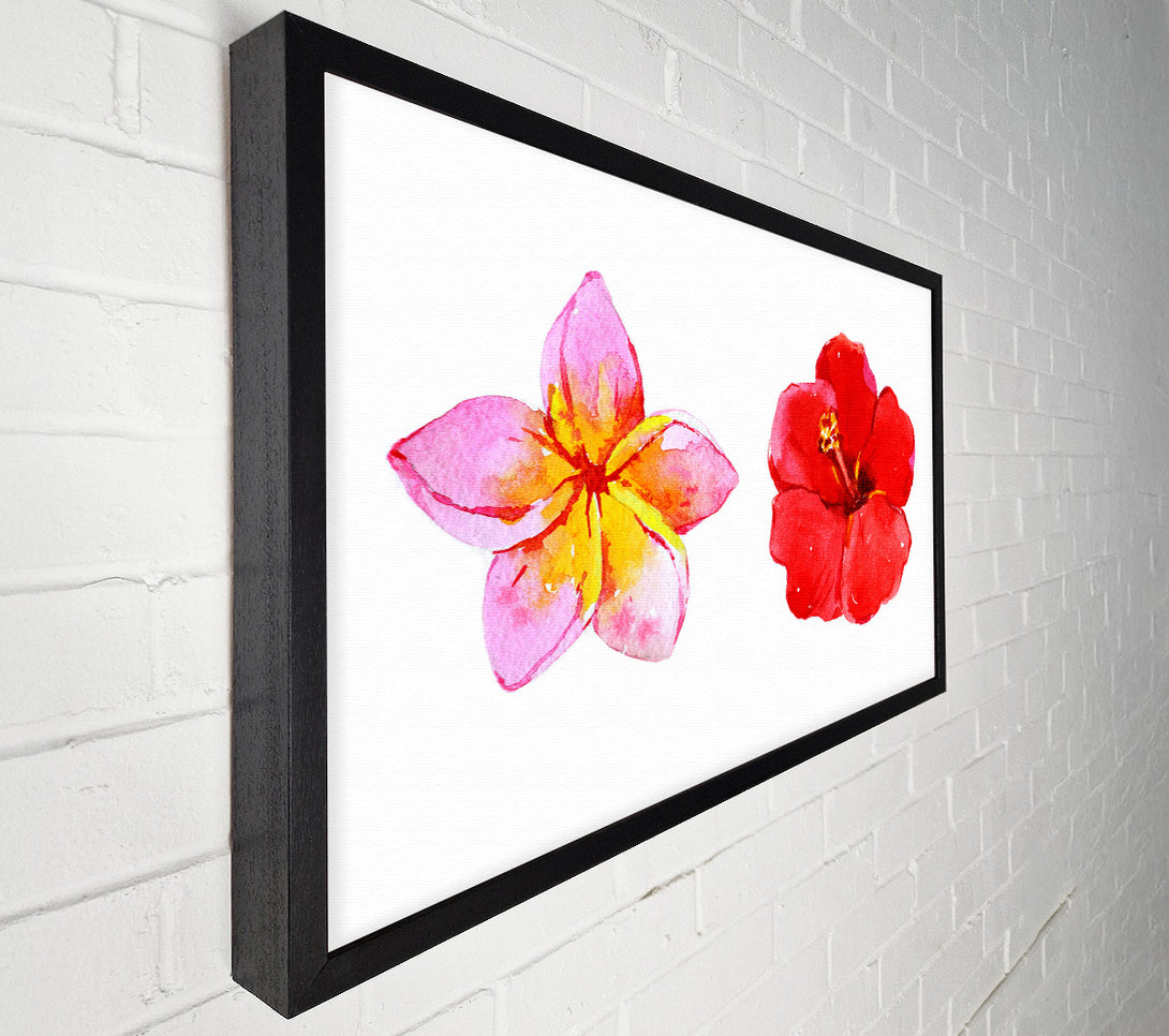  A Canvas Print of Amaryllis Beauty Canvas Print