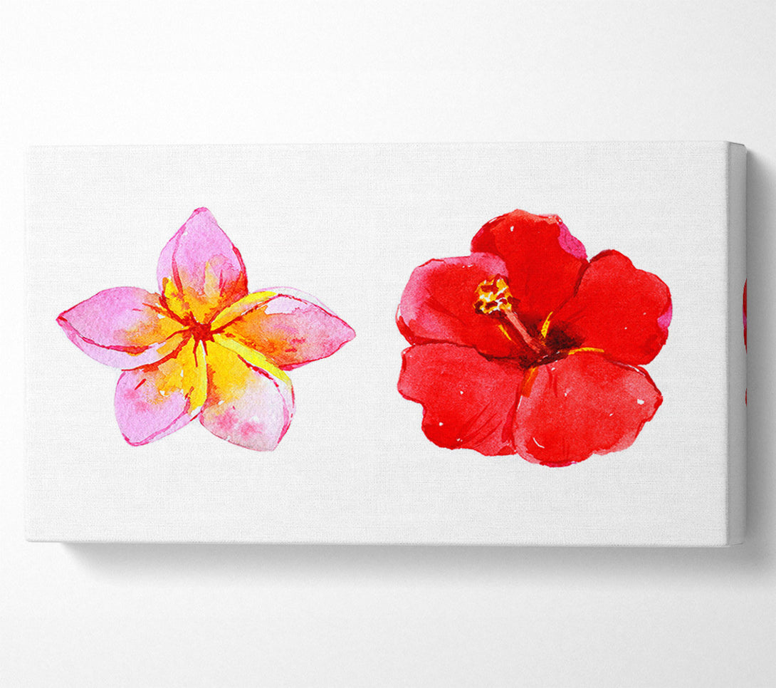  A Canvas Print of Amaryllis Beauty Canvas Print