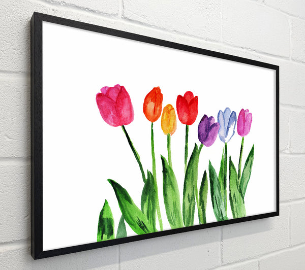 Tulip Rainbow