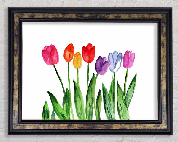 Tulip Rainbow Framed Print
